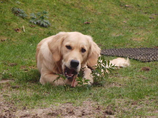 Denta stick