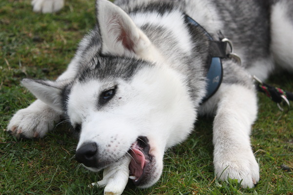 Nukka en de kippenpoot