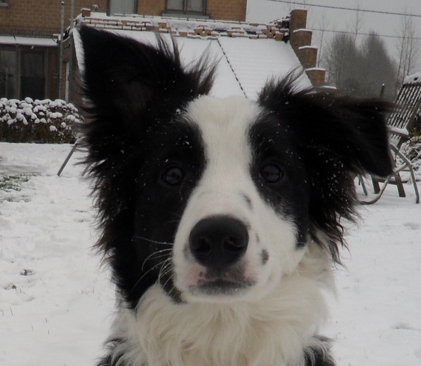Border Collie