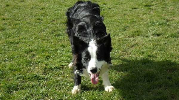 Border Collie