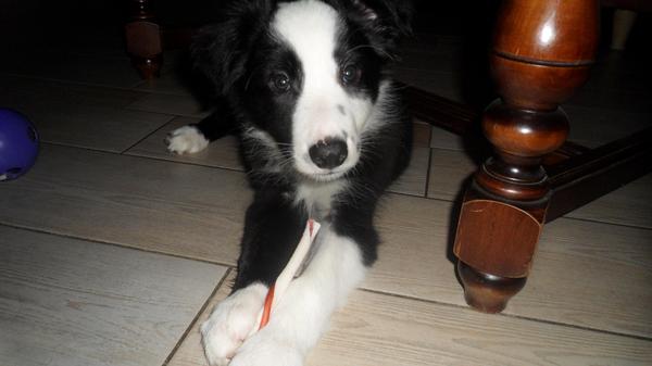 yacko en zn 1e knookjes koek