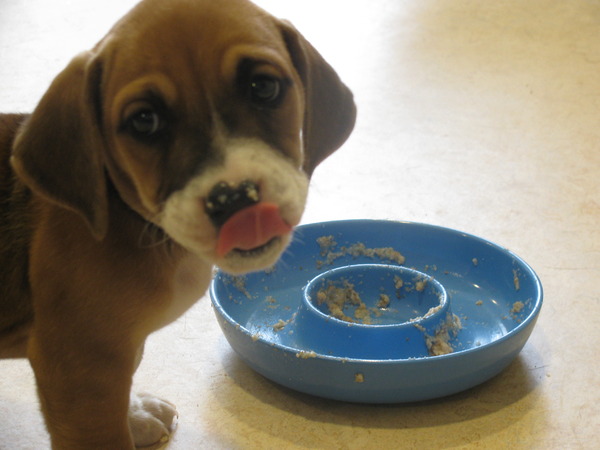 Noa pup, lekker eten