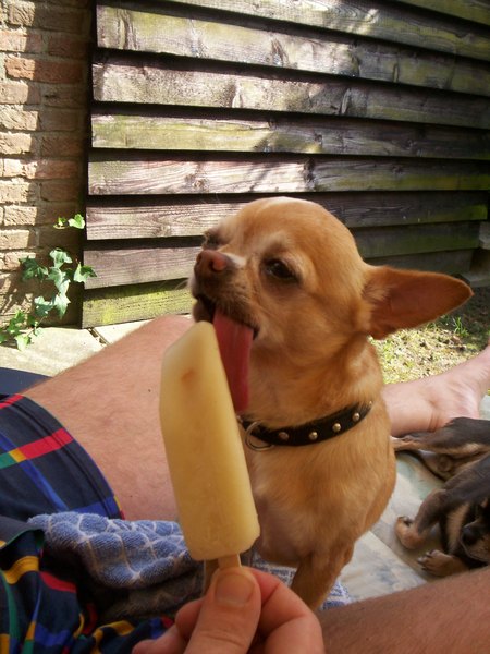 Joop's favoriete snack.... Perenijsje!!