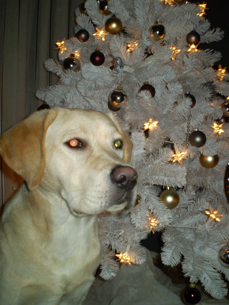 scott gooit de theedoek in de ring