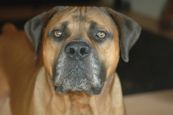 Boerboel