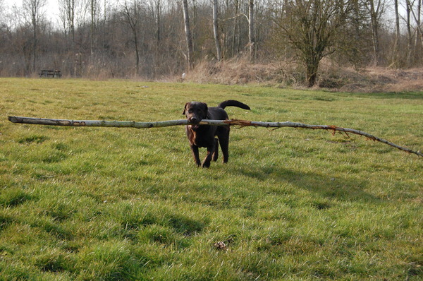 wie heeft de grooste