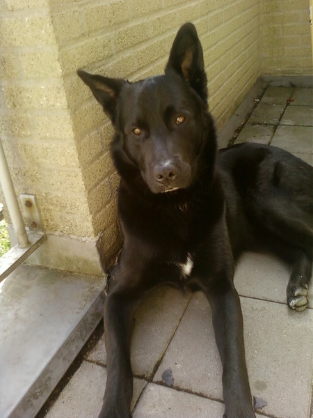 Baco, Onbekende Herder kruising