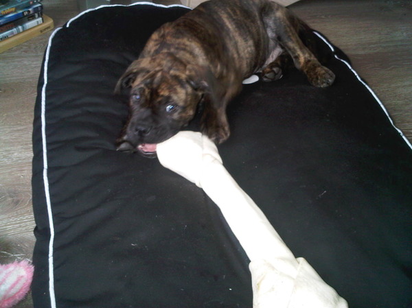 Bullit en zijn botje