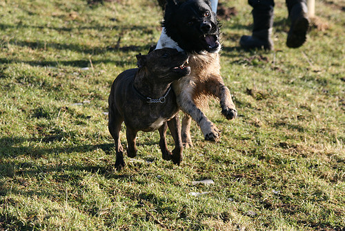 Donja met haar vriendje aan het spelen