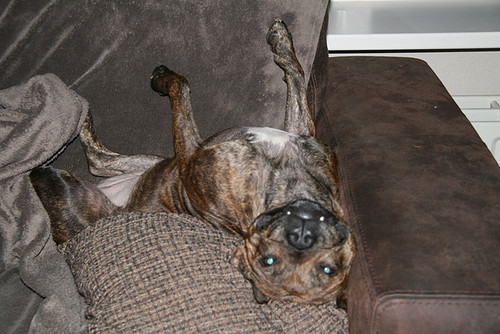 Donja lekker charmant