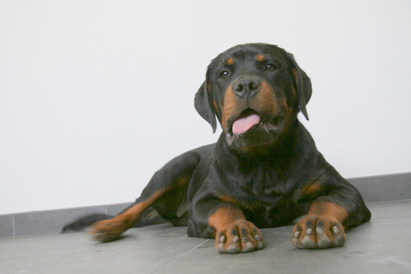 Imitatie Andre van Duin