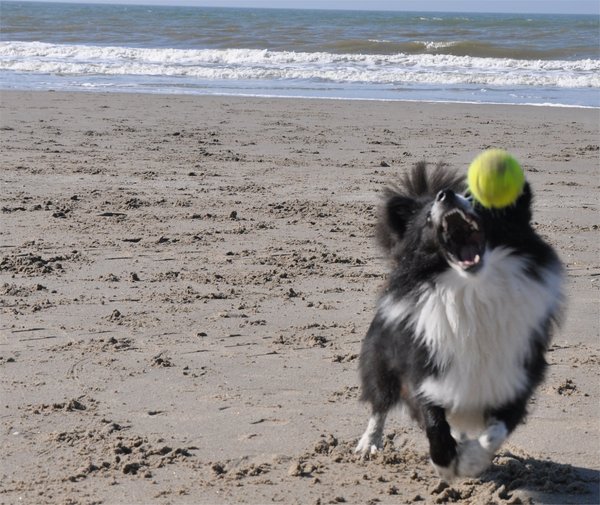 Bal gevangen of niet?