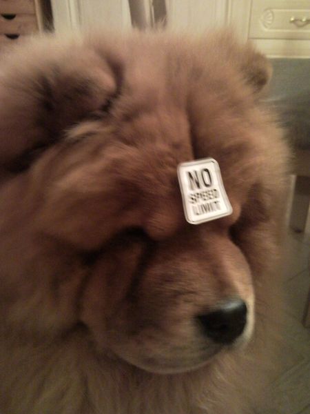 Bloopers, oftewel mislukte hondenfoto's