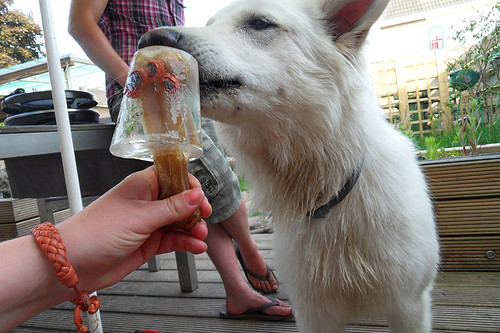 Een speciaal honden ijsje