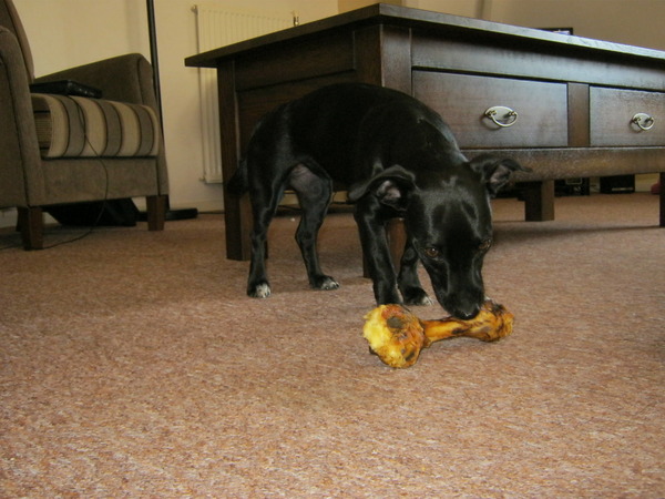 grote kluif voor klein hondje