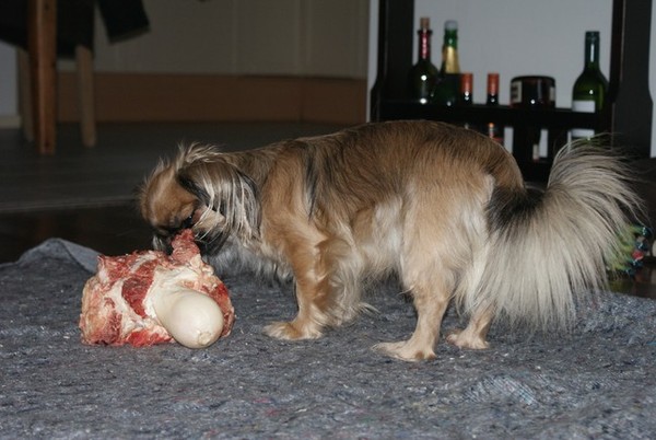 Heeeej bot! Waar ga je met Zoëy heen??