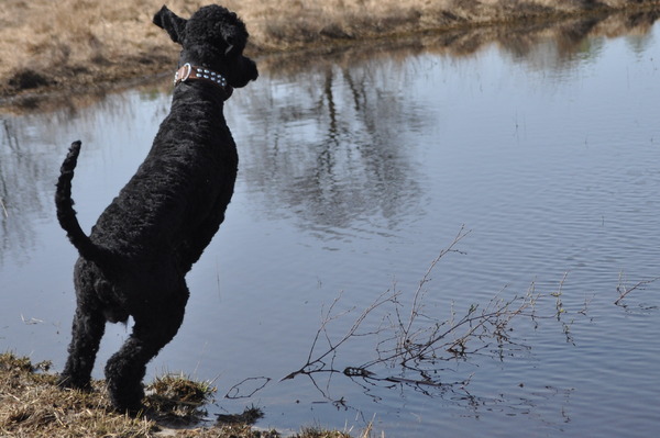o jee volgens mij liggen mijn voorpoten op de bodem net had ik ze nog.