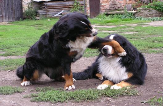 Ook dit helpt tegen de rode ogen van de flitser