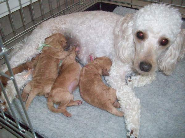 purdy en pups