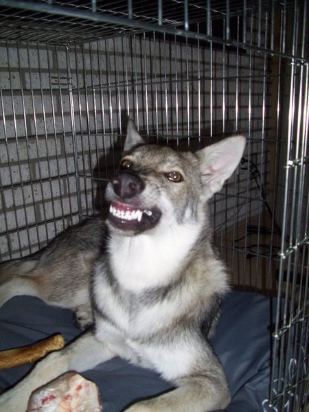 Grrrrr mijn vers botje!