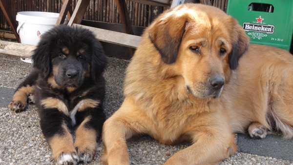 Tibetaanse Mastiff