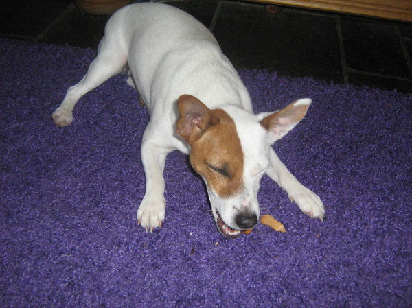 Daisy is heerlijk aan het genieten.