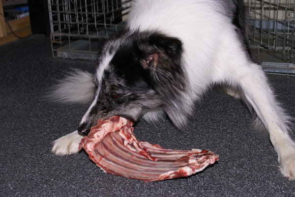 Arrigo lekker aan het knagen