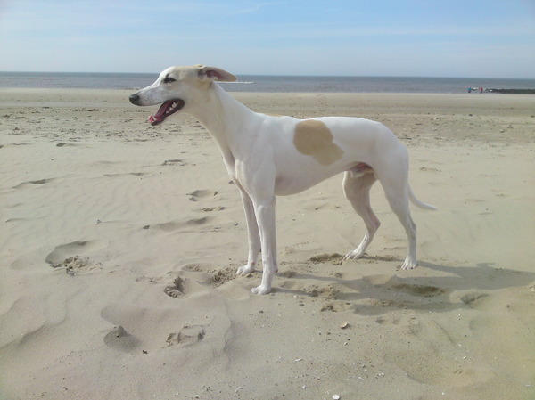 Whippet