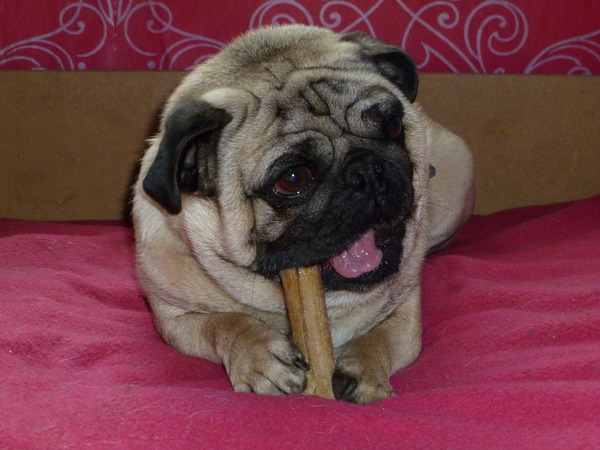 Boomer en z'n kluifje