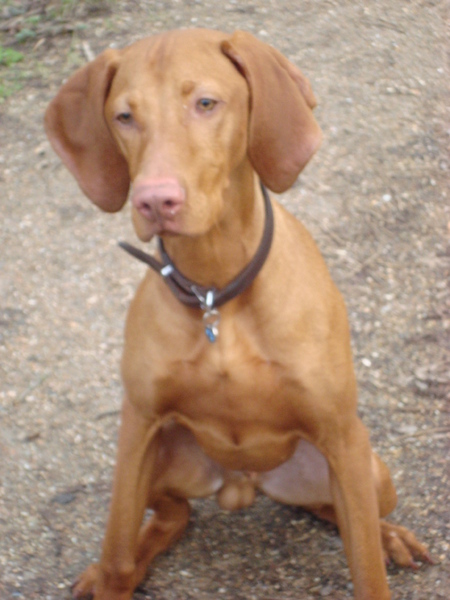 Vizsla (Hongaarse staande hond)