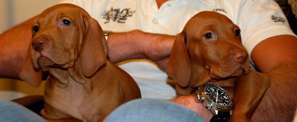 Vizsla (Hongaarse staande hond)
