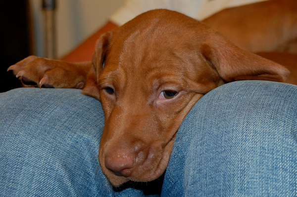 Vizsla (Hongaarse staande hond)