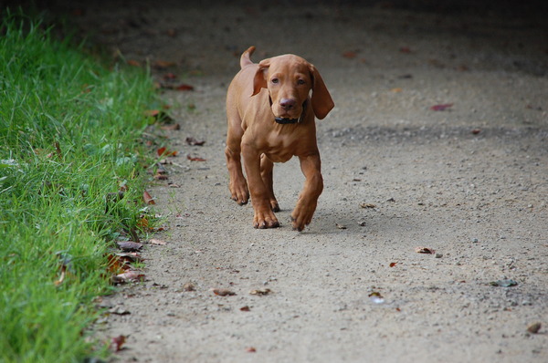 Vizsla (Hongaarse staande hond)
