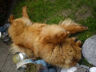 Lekker rollen in het gras ... 