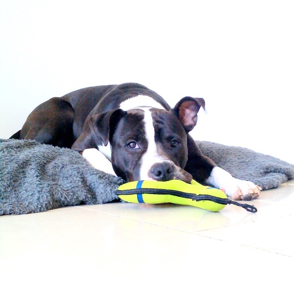 American Staffordshire Terrier