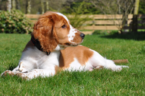 Welsh Springer Spaniel
