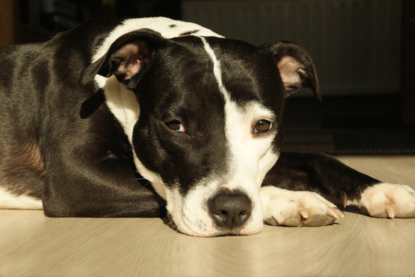American Staffordshire Terrier