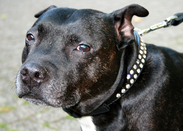 Staffordshire Bull Terrier