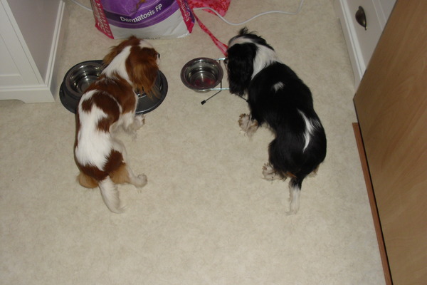 samen eten!! wie heeft het als eerste op??!!