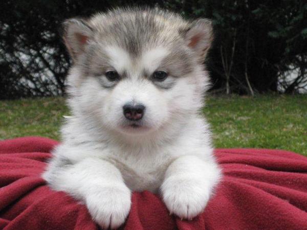 Alaskan Malamute