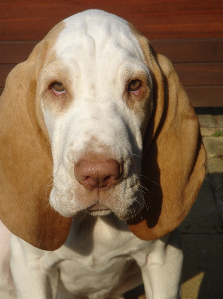Bracco Italiano