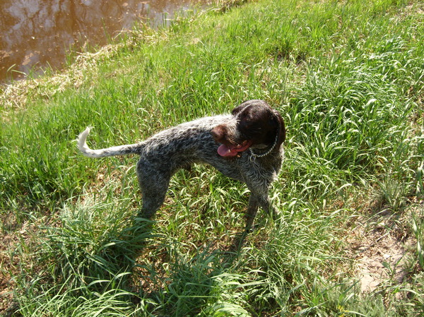 Duitse Staande Hond, Draadhaar