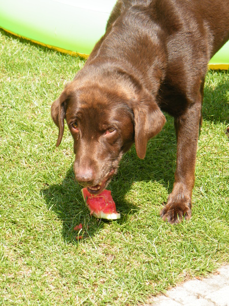 Jara aan het smullen