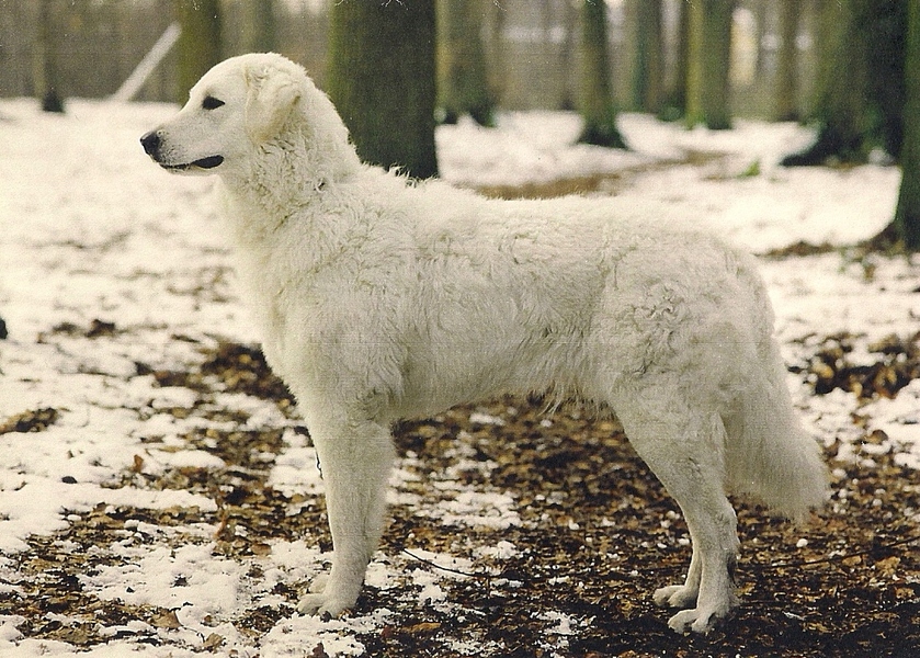Kuvasz