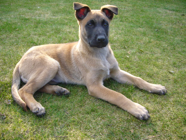 Jong geleerd is oud gedaan