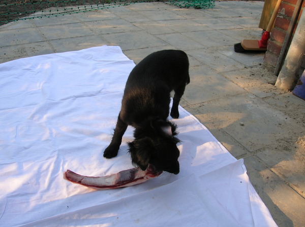 Haar eerste lamsrib.