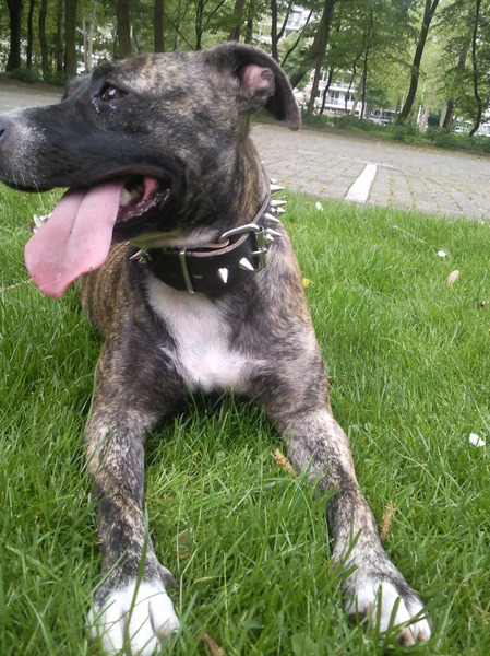 Staffordshire Bull Terrier