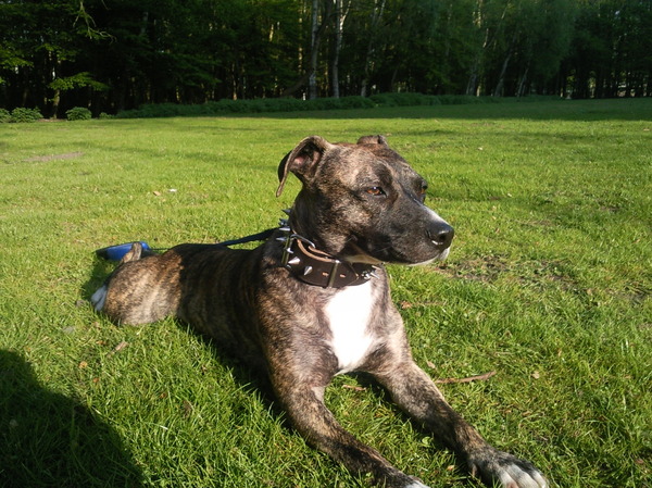 Staffordshire Bull Terrier