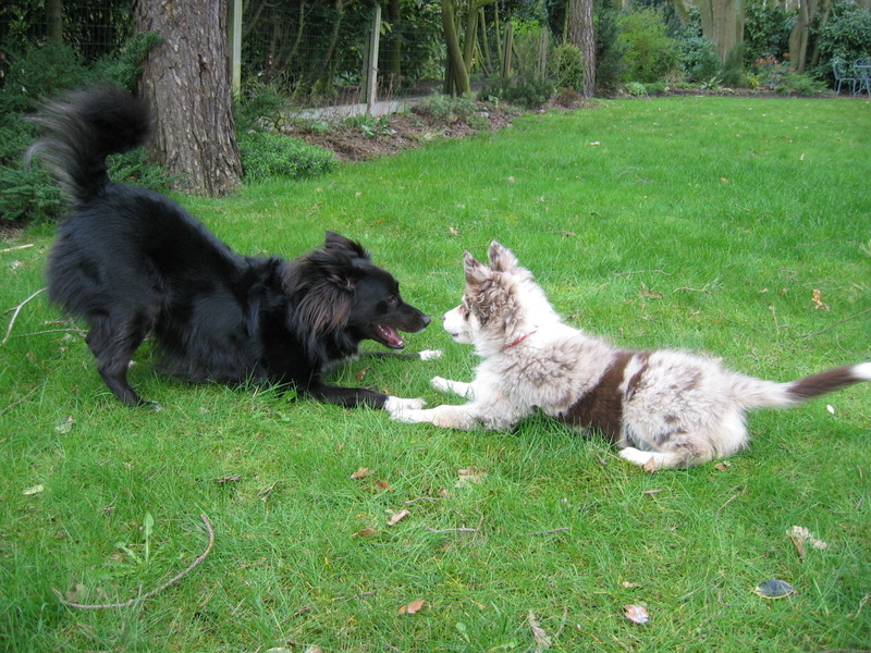 Ik wil met je spelen!