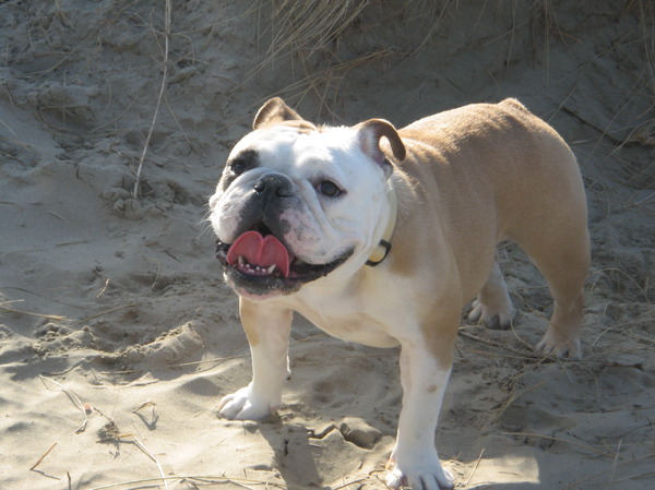 Engelse Bulldog